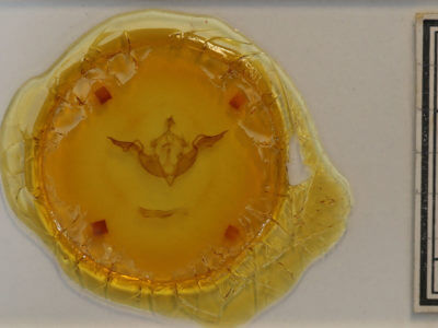 slide view of adult Lithophane laticinerea