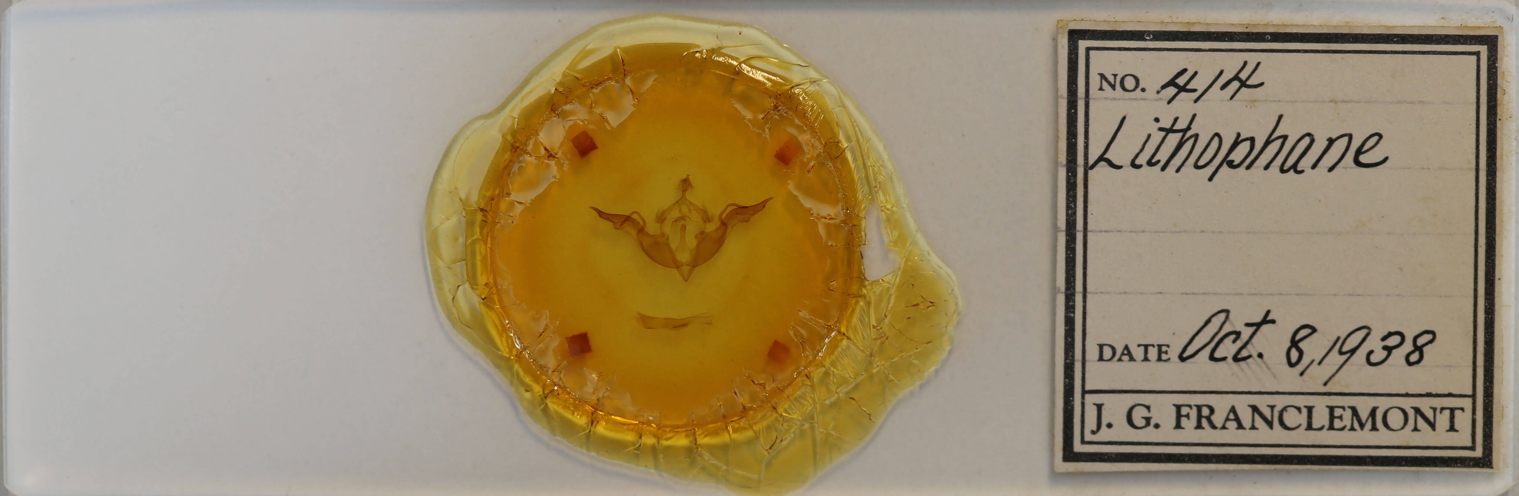 slide view of adult Lithophane laticinerea