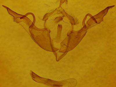 genitalia view of adult Lithophane laticinerea