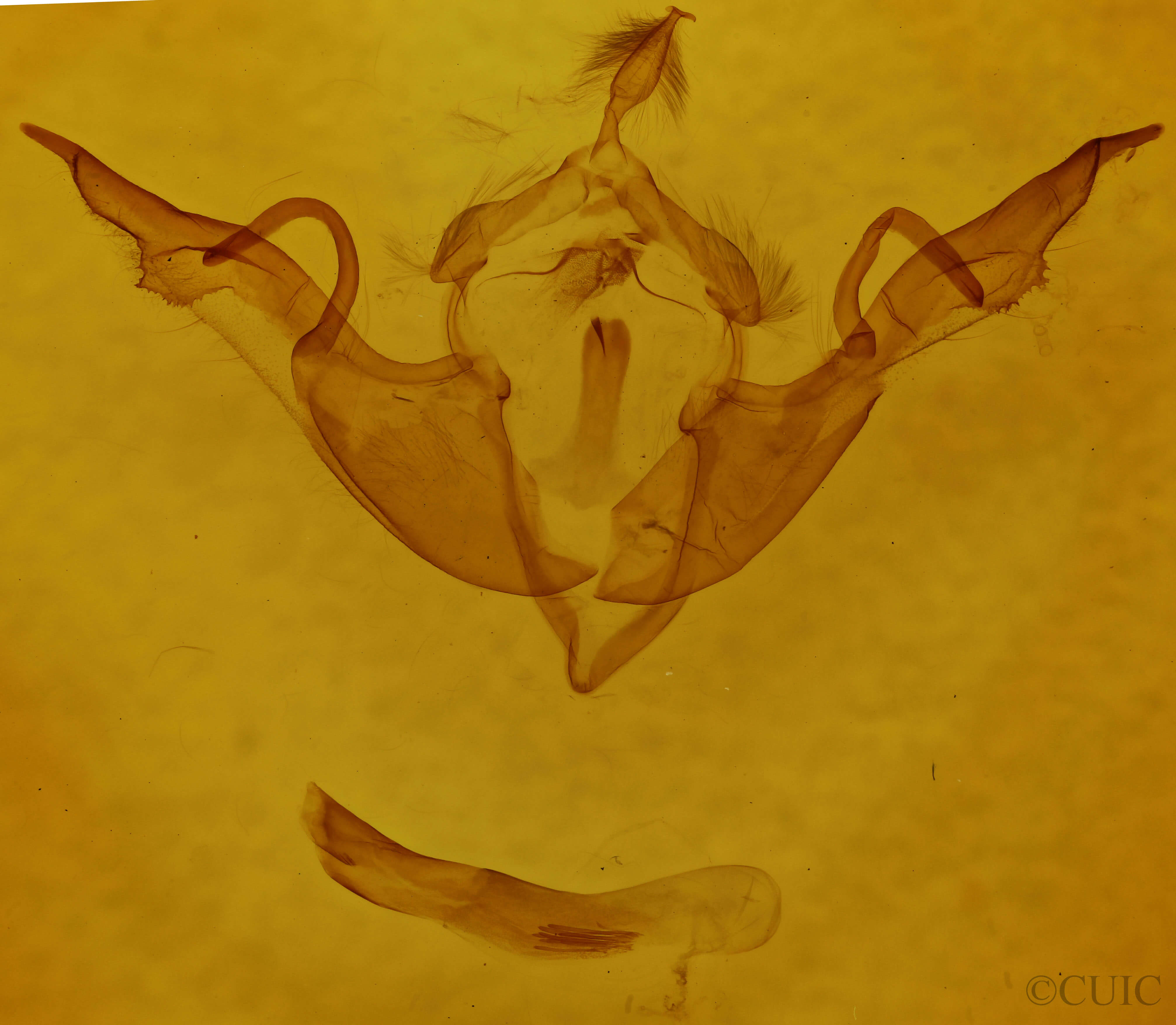 genitalia view of adult Lithophane laticinerea