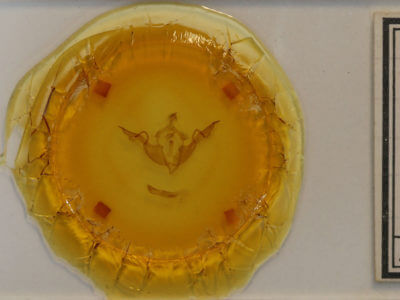 slide view of adult Lithophane laticinerea