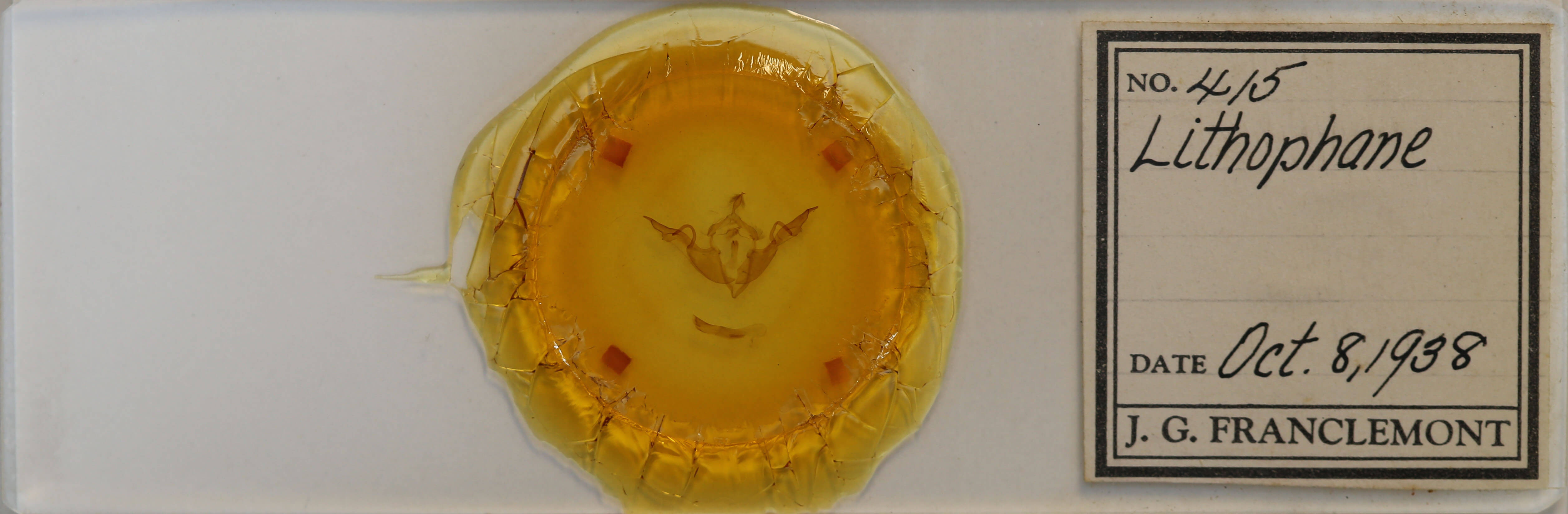 slide view of adult Lithophane laticinerea