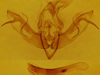 genitalia view of adult Lithophane leautieri