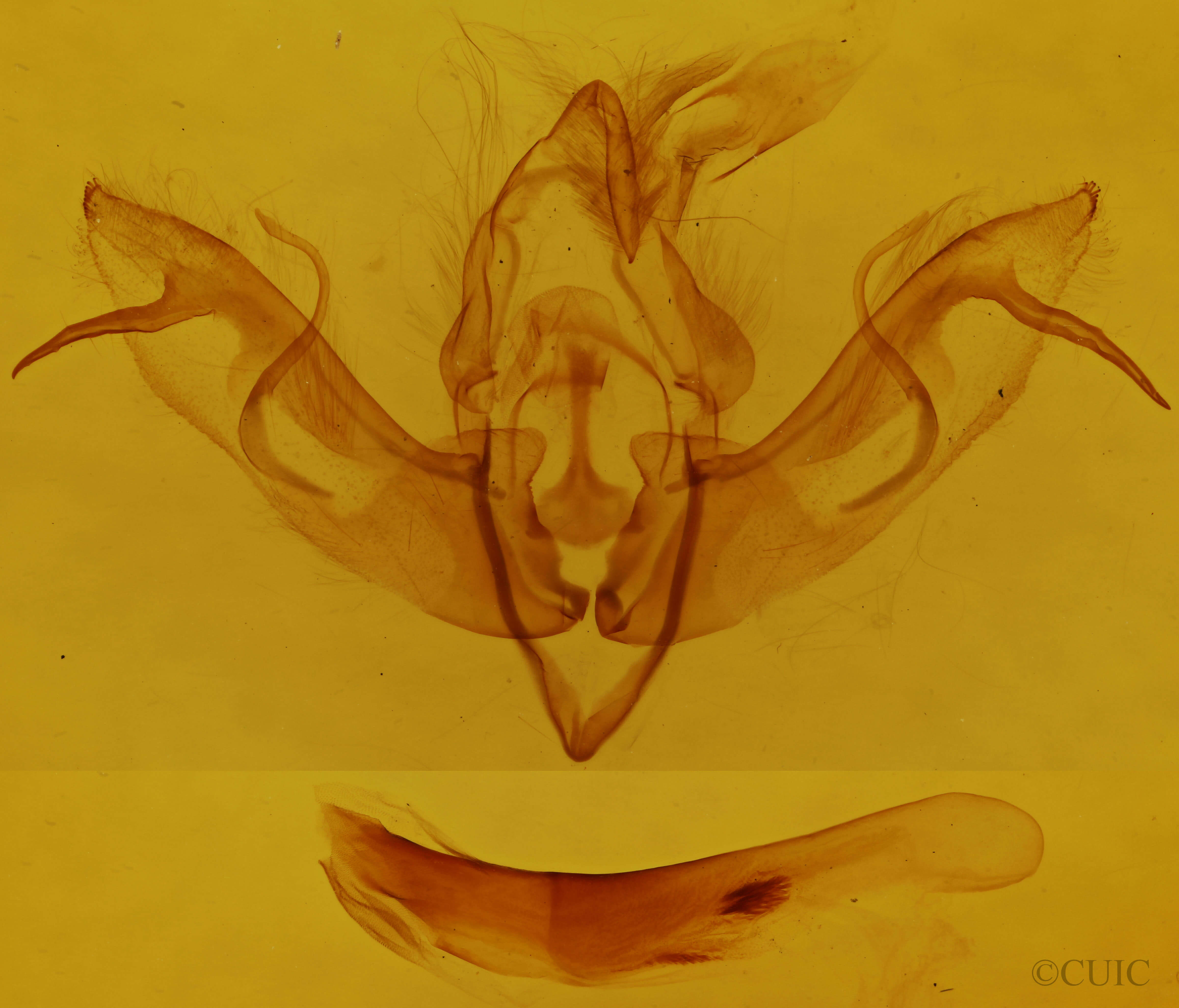 genitalia view of adult Lithophane leautieri