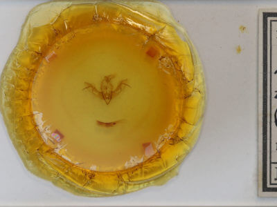 slide view of adult Lithophane leautieri