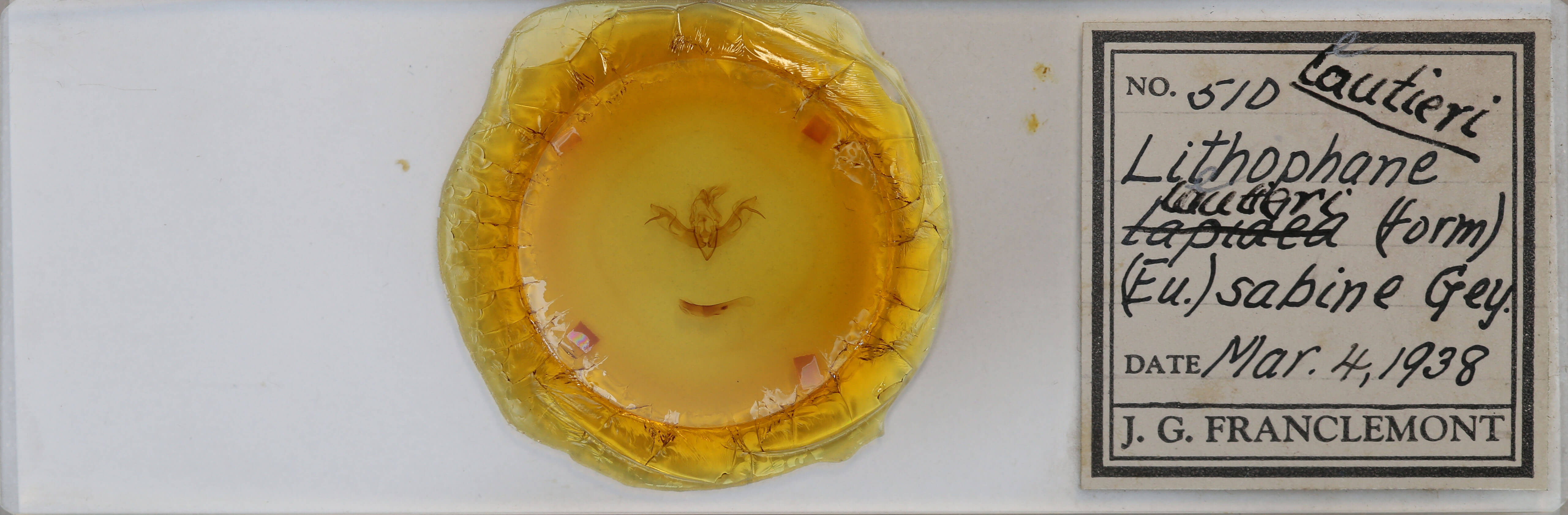 slide view of adult Lithophane leautieri