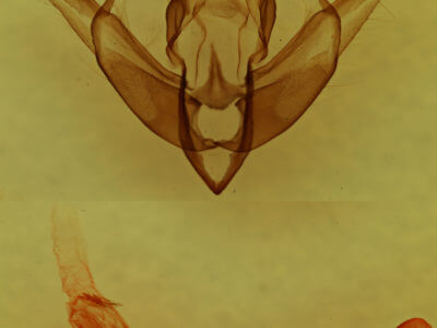 genitalia view of adult Lithophane nasar