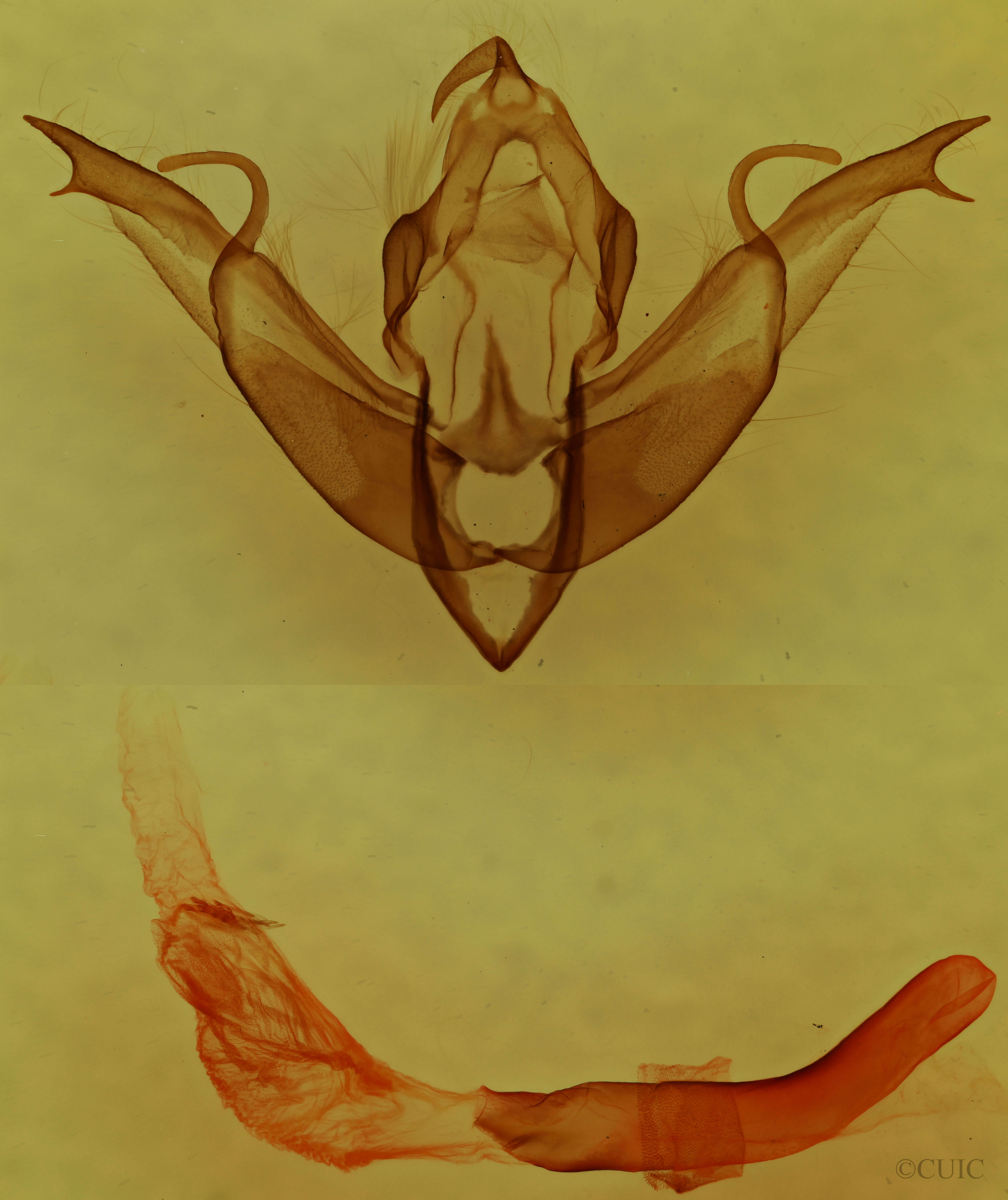 genitalia view of adult Lithophane nasar