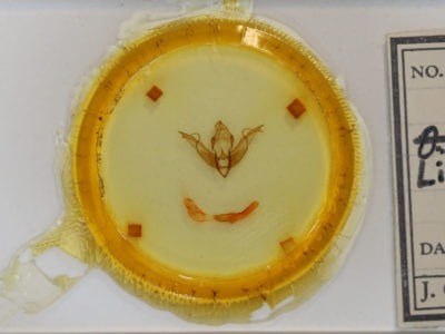 slide view of adult Lithophane nasar