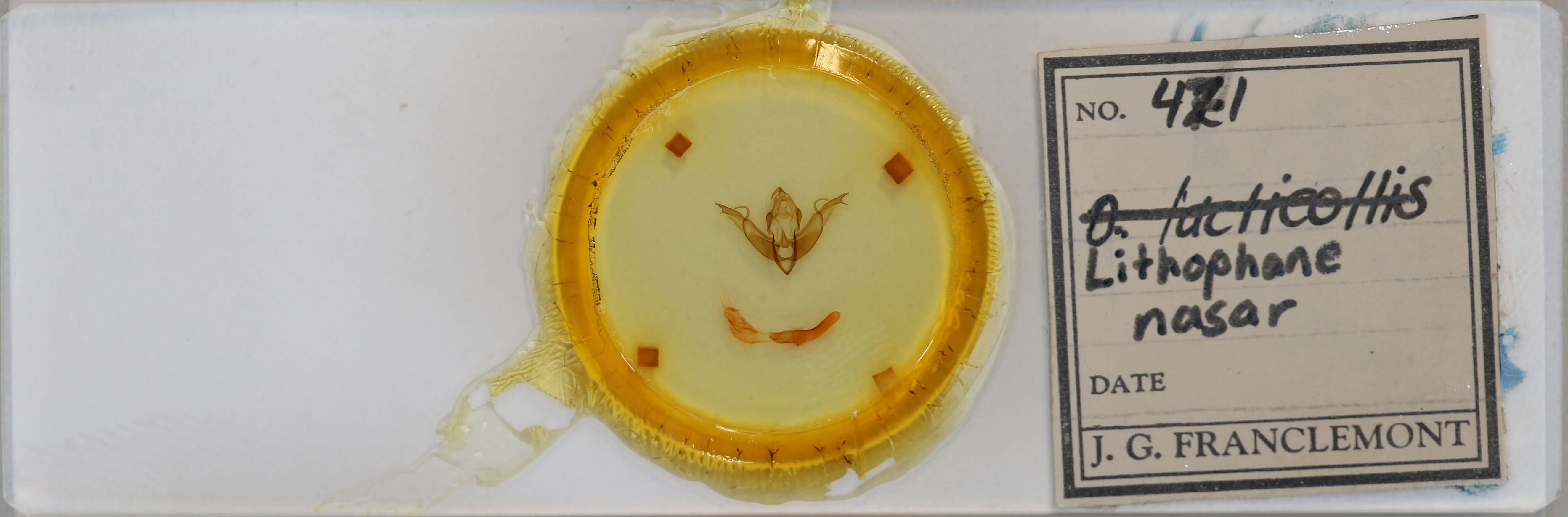 slide view of adult Lithophane nasar