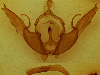 genitalia view of adult Lithophane oriunda