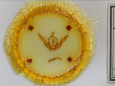 slide view of adult Lithophane oriunda