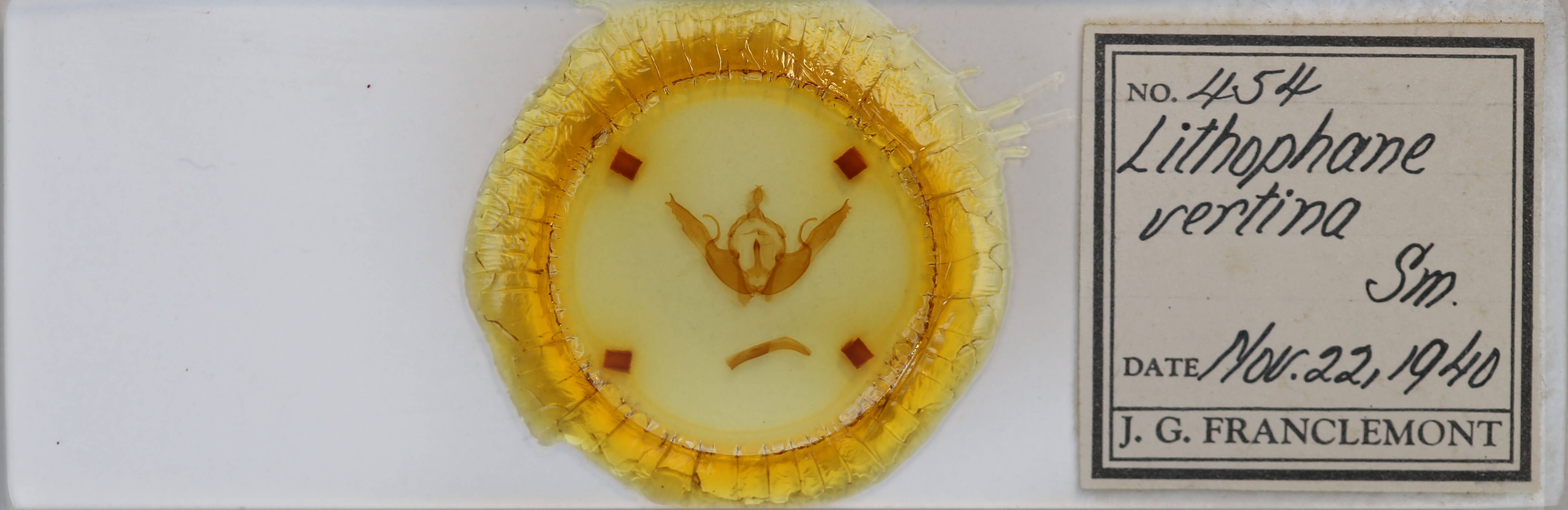 slide view of adult Lithophane oriunda