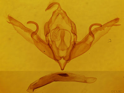 genitalia view of adult Lithophane patefacta