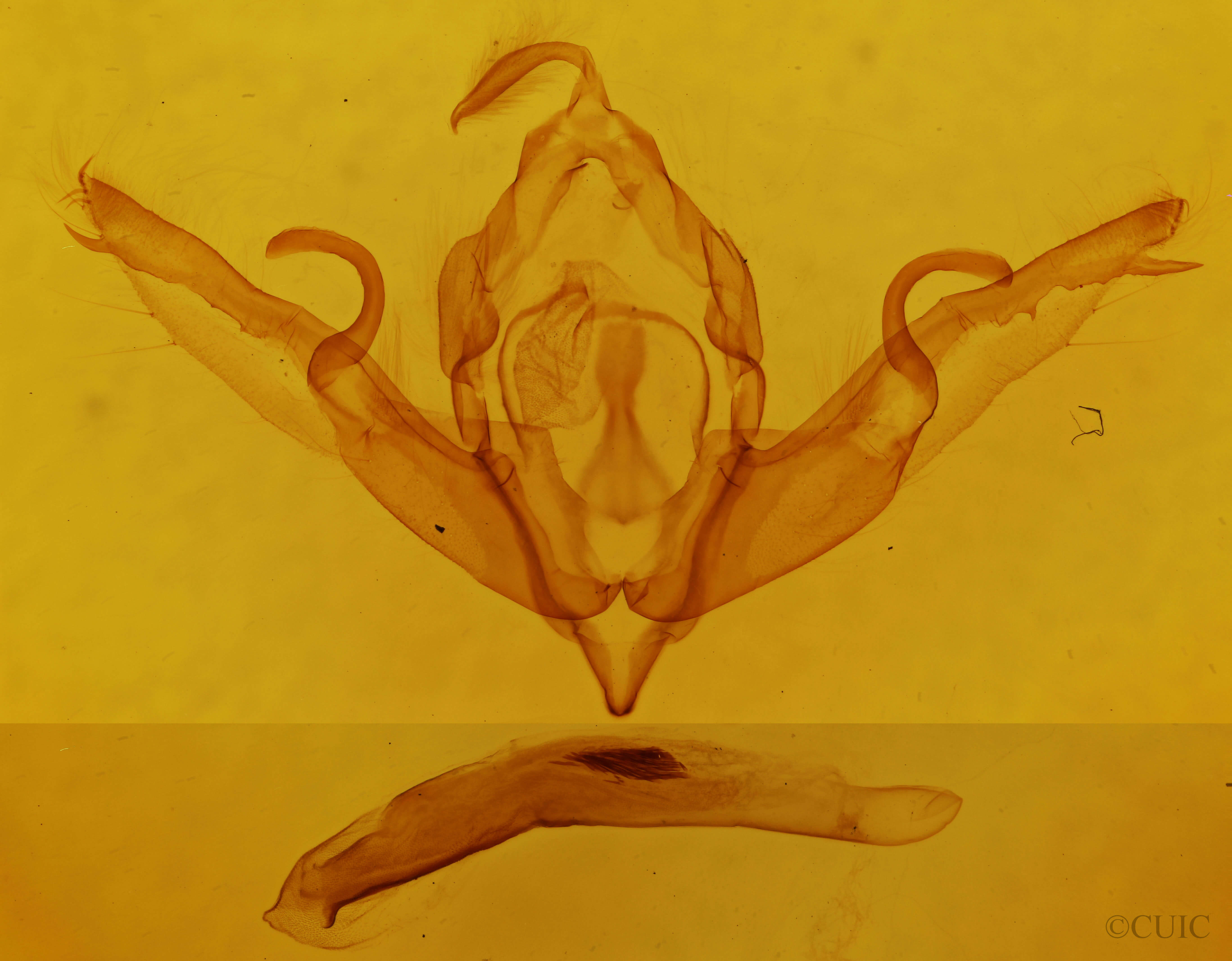genitalia view of adult Lithophane patefacta