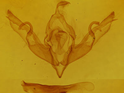 genitalia view of adult Lithophane patefacta