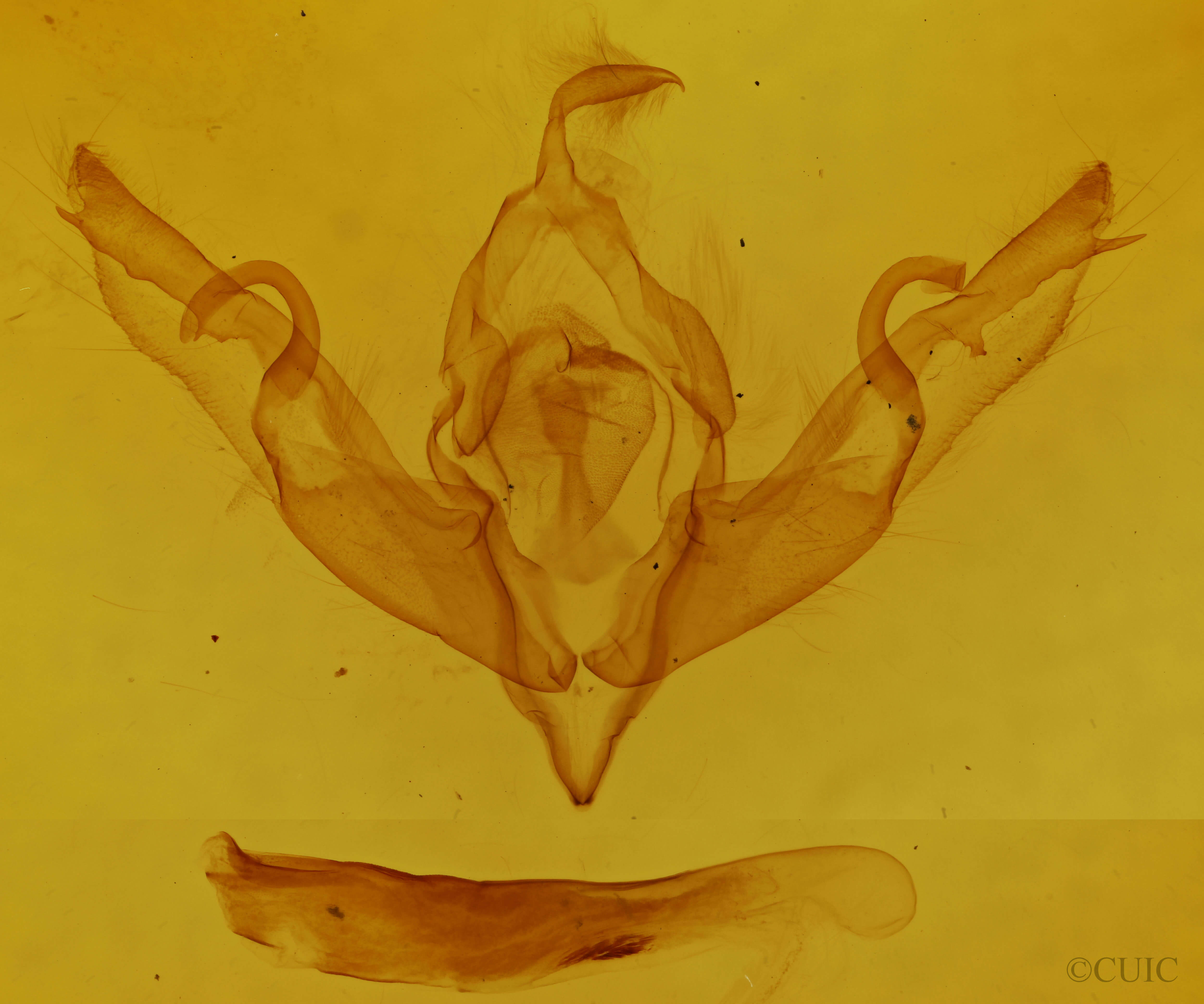 genitalia view of adult Lithophane patefacta