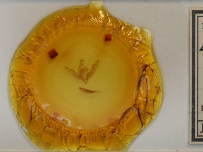 slide view of adult Lithophane patefacta