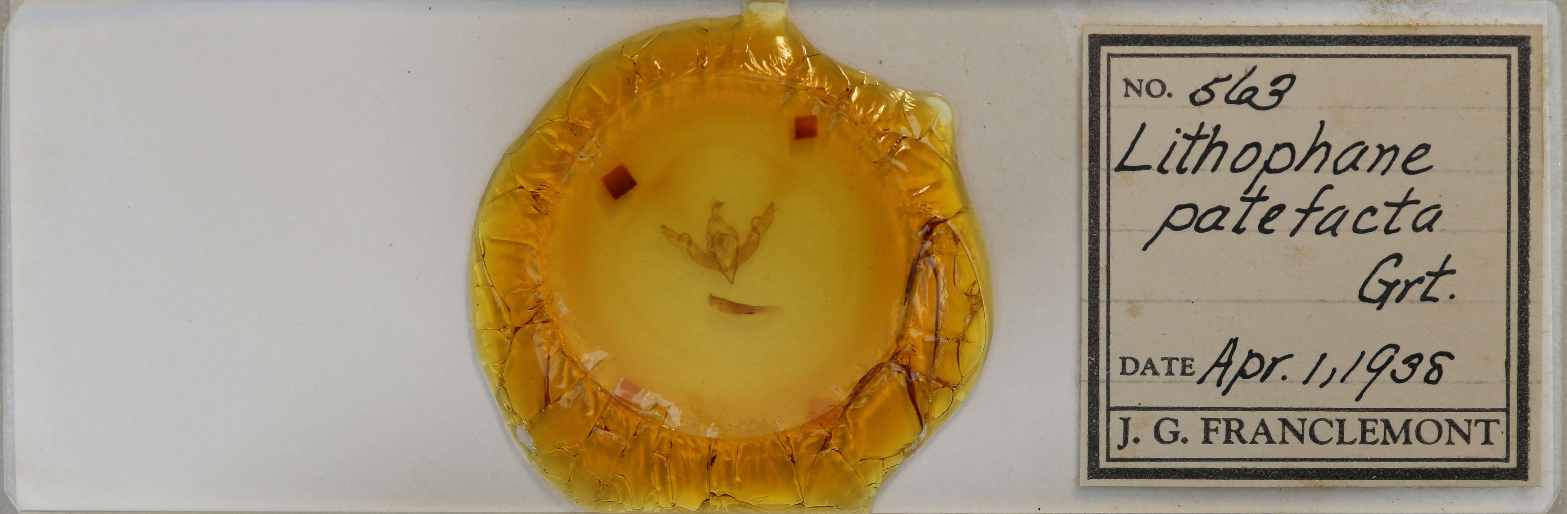 slide view of adult Lithophane patefacta