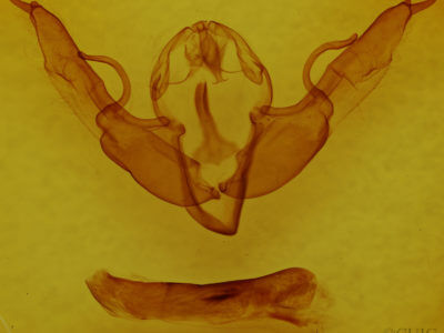 genitalia view of adult Lithophane pertorrida