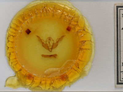 slide view of adult Lithophane pertorrida