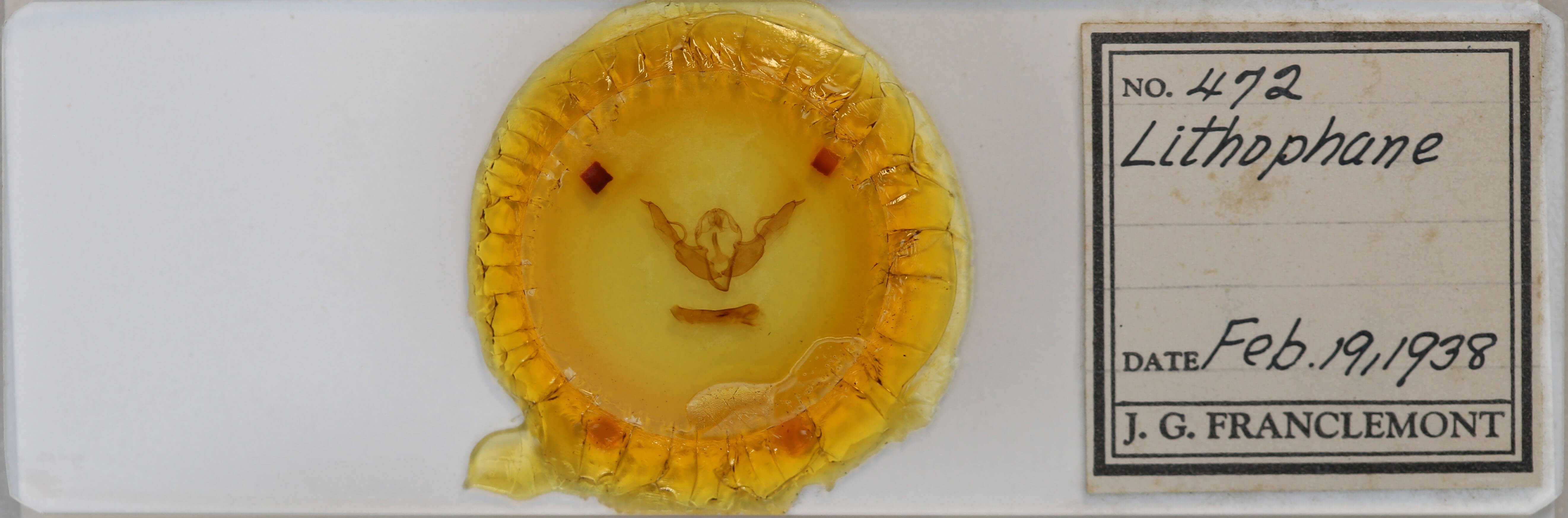 slide view of adult Lithophane pertorrida