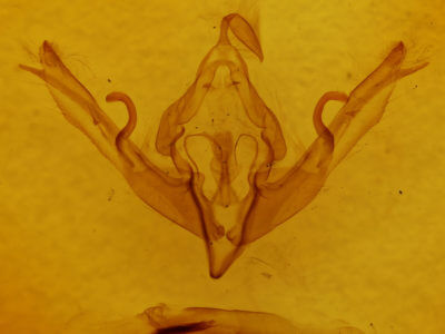 genitalia view of adult Lithophane petulca