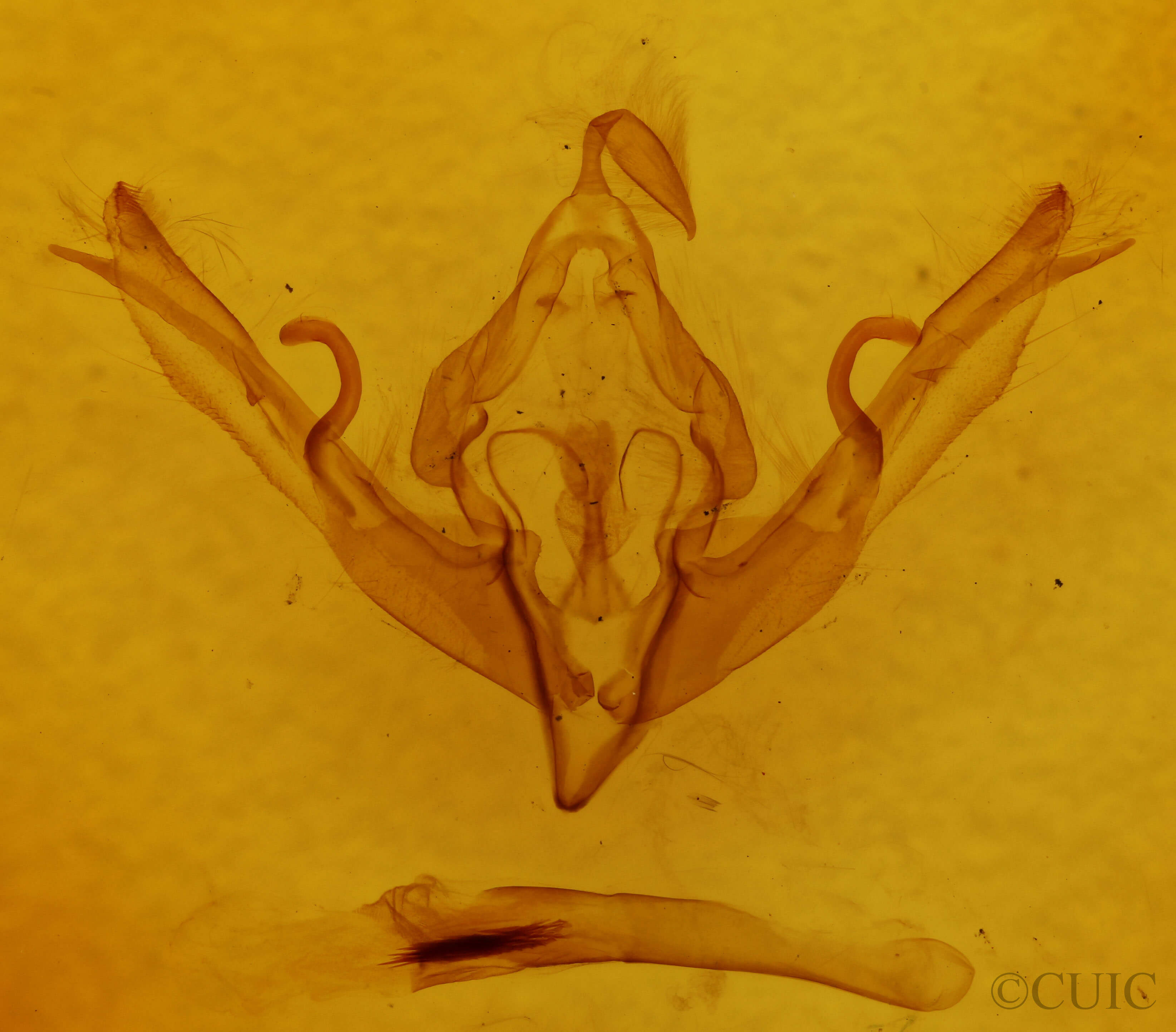 genitalia view of adult Lithophane petulca