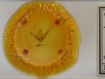 slide view of adult Lithophane petulca