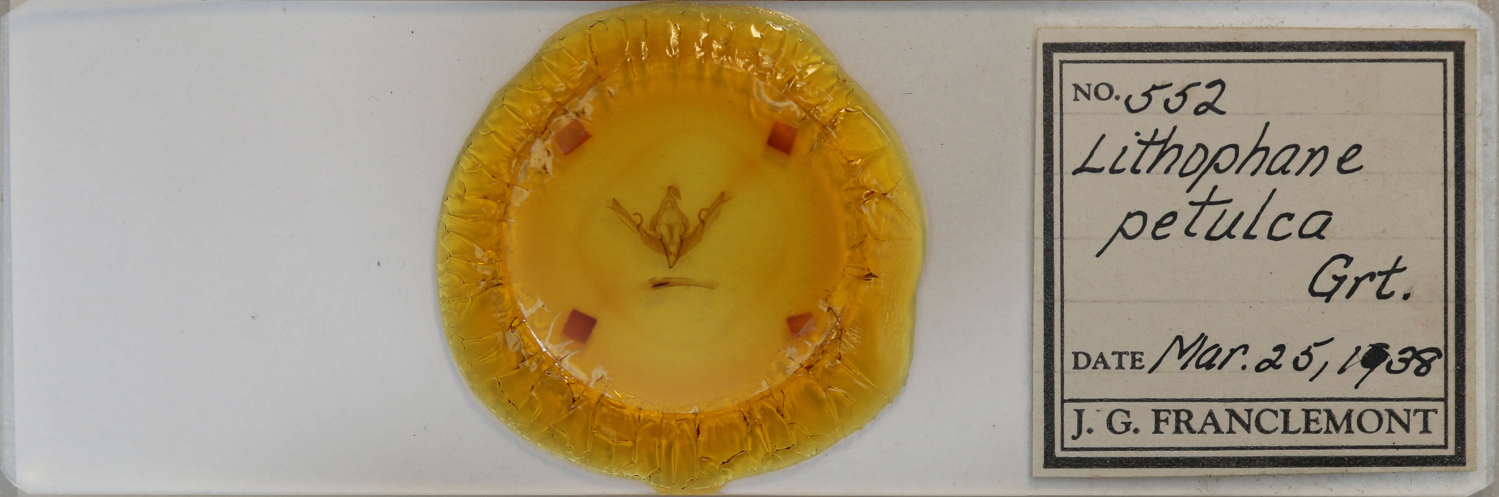 slide view of adult Lithophane petulca