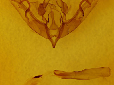 genitalia view of adult Lithophane petulca