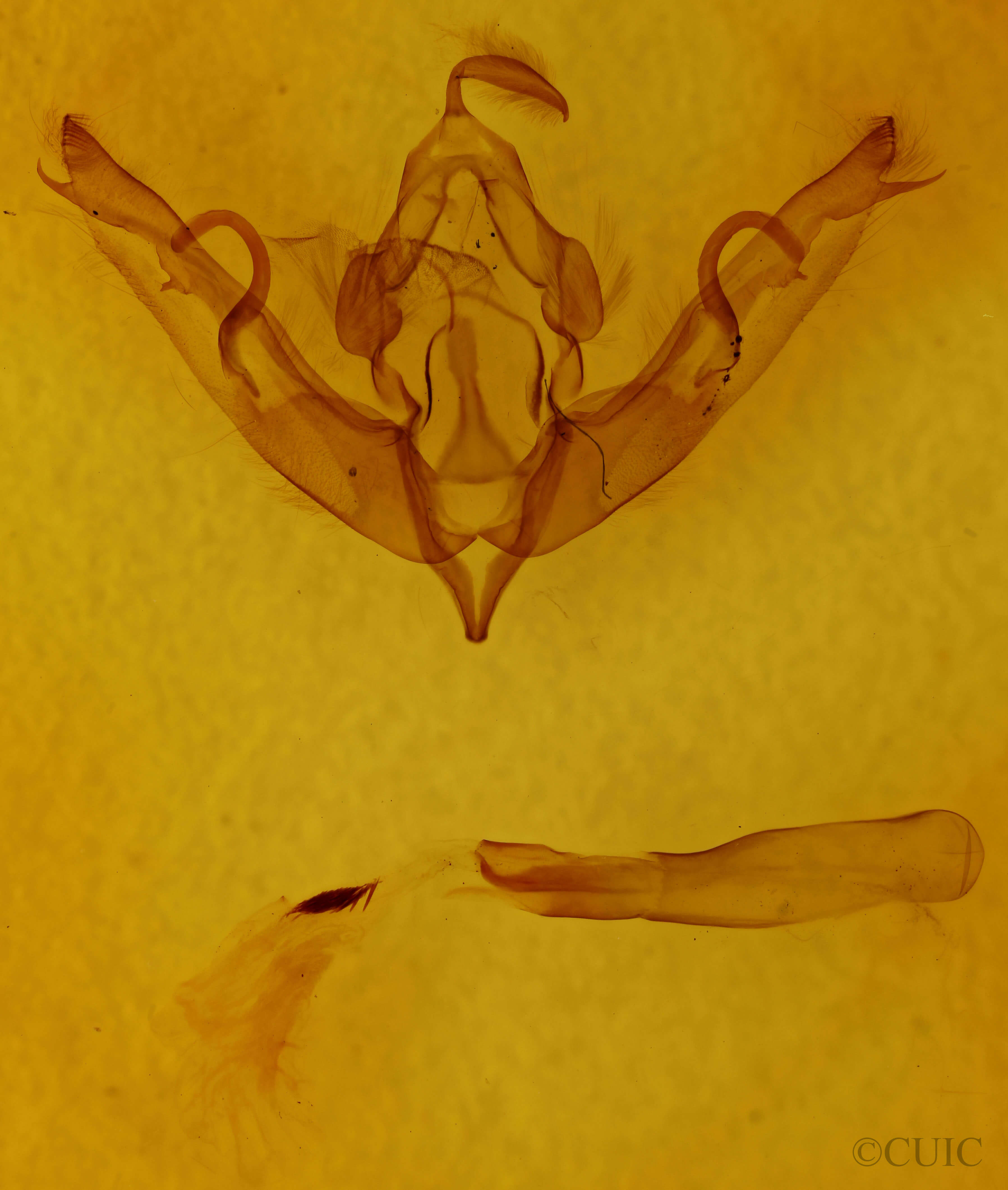 genitalia view of adult Lithophane petulca