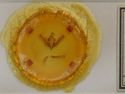 slide view of adult Lithophane petulca