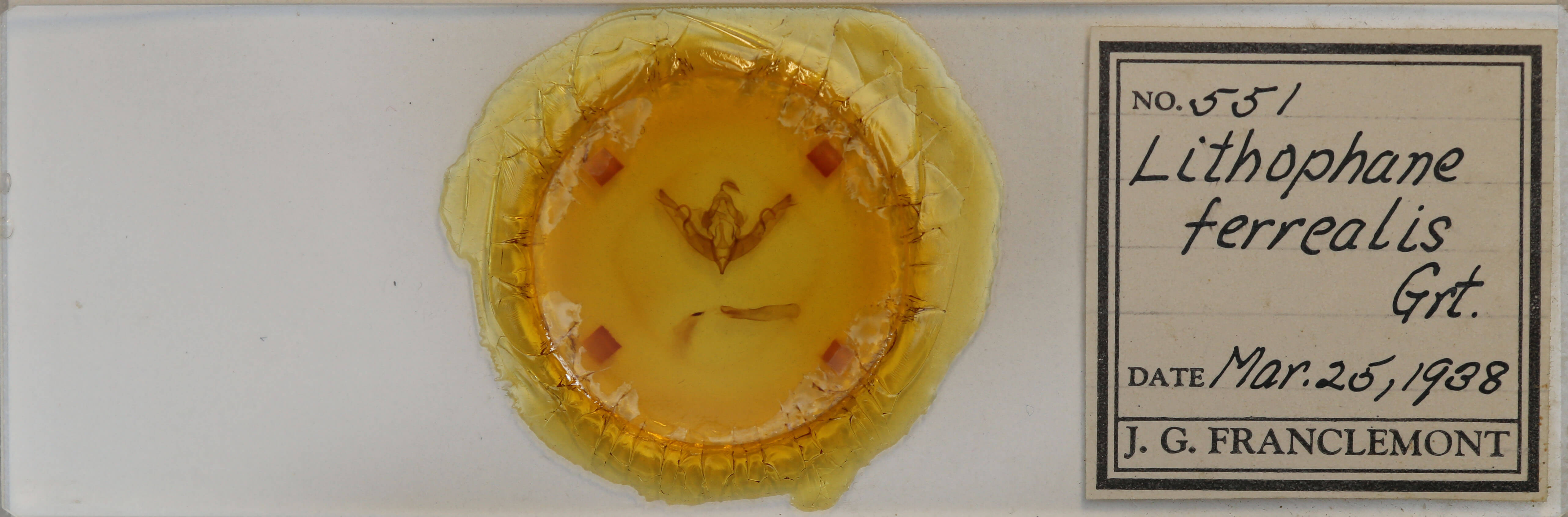 slide view of adult Lithophane petulca