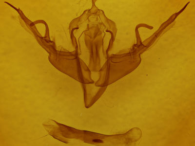 genitalia view of adult Lithophane querquera