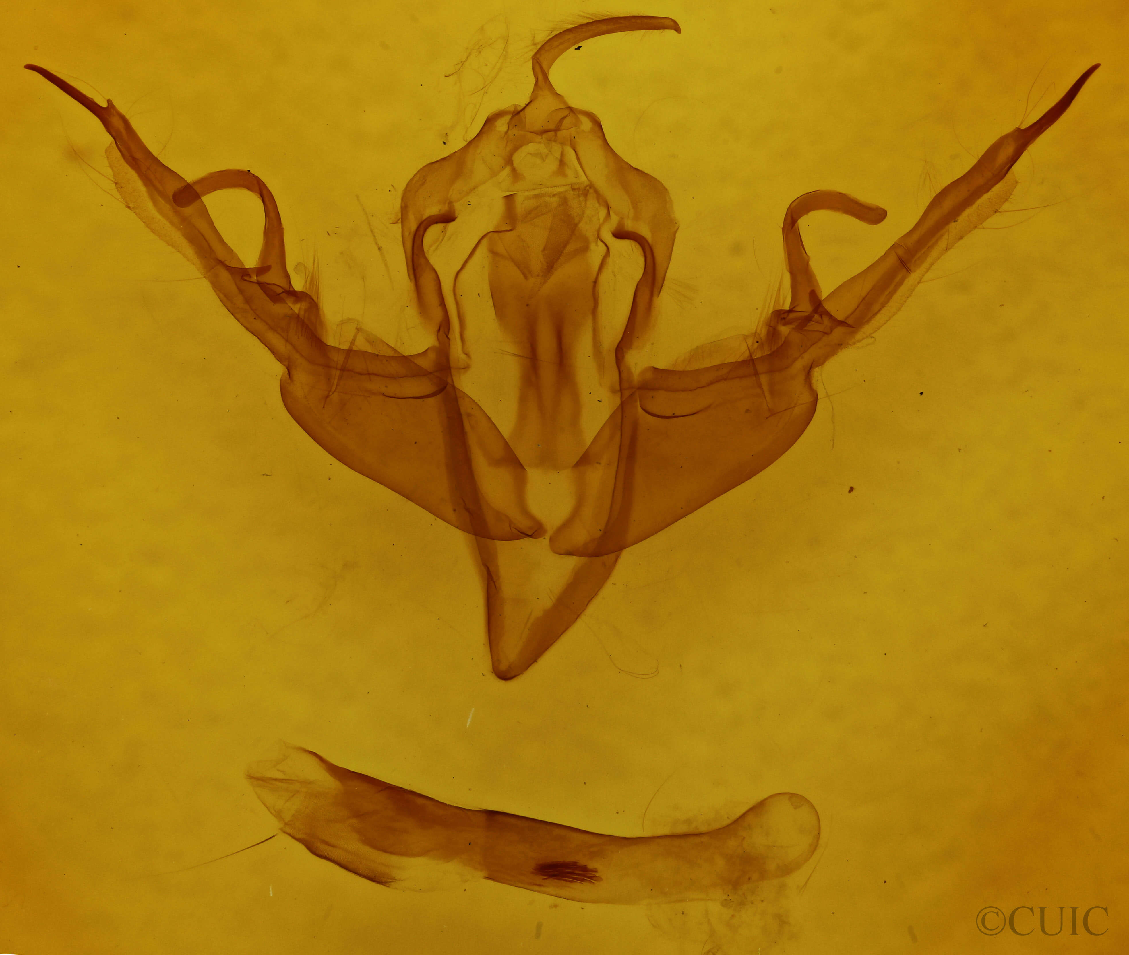 genitalia view of adult Lithophane querquera