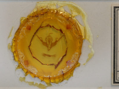 slide view of adult Lithophane querquera