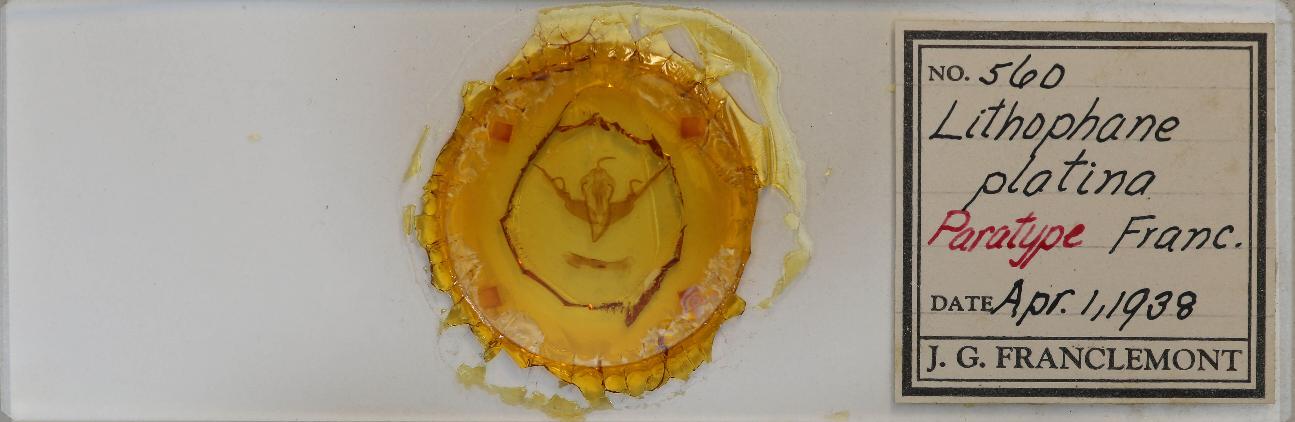 slide view of adult Lithophane querquera