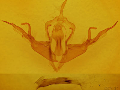 genitalia view of adult Lithophane querquera