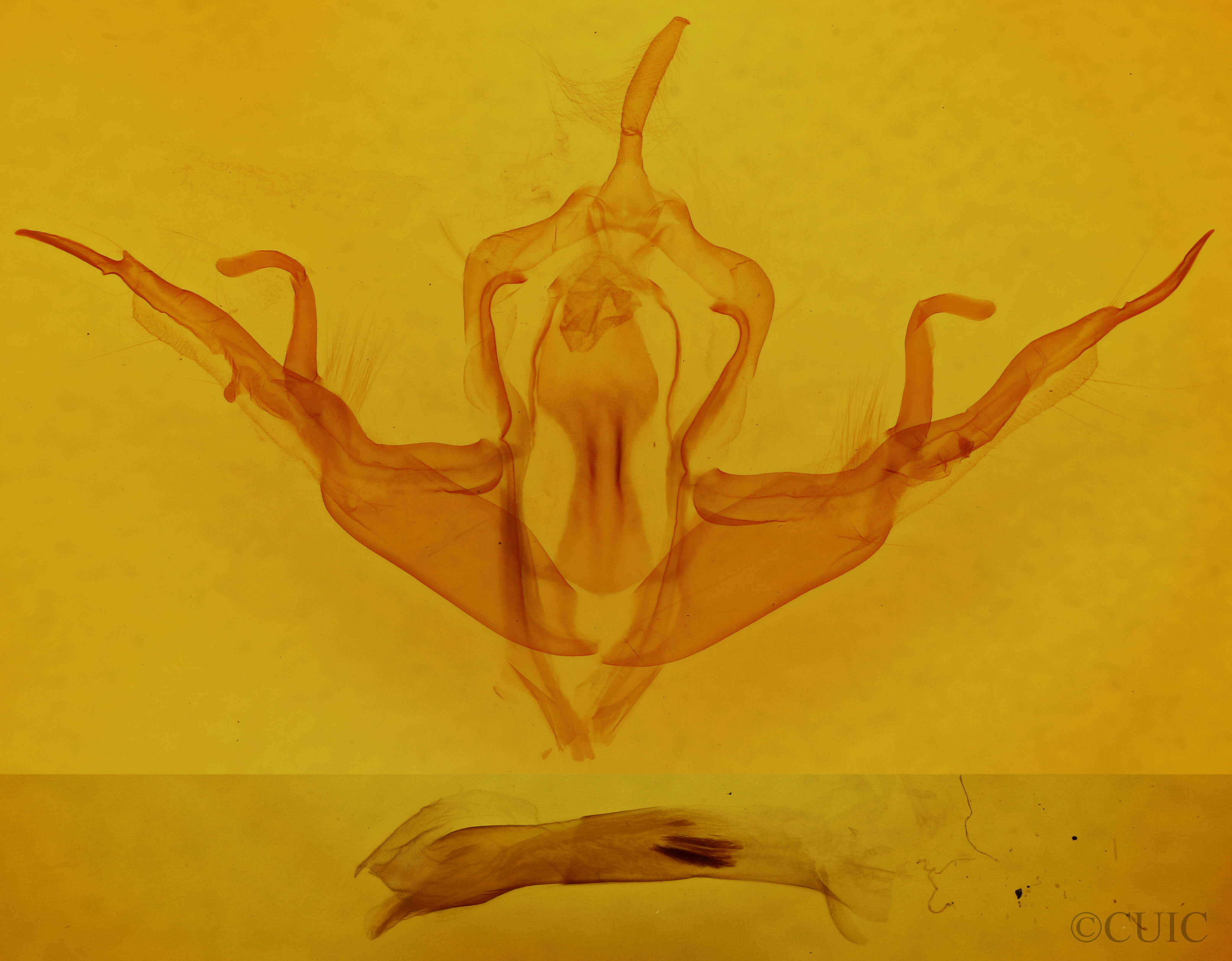 genitalia view of adult Lithophane querquera