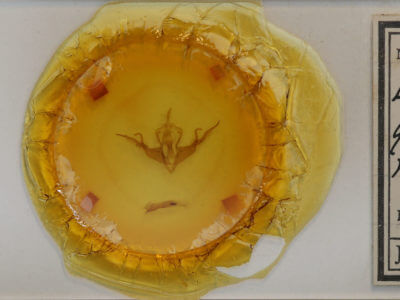 slide view of adult Lithophane querquera