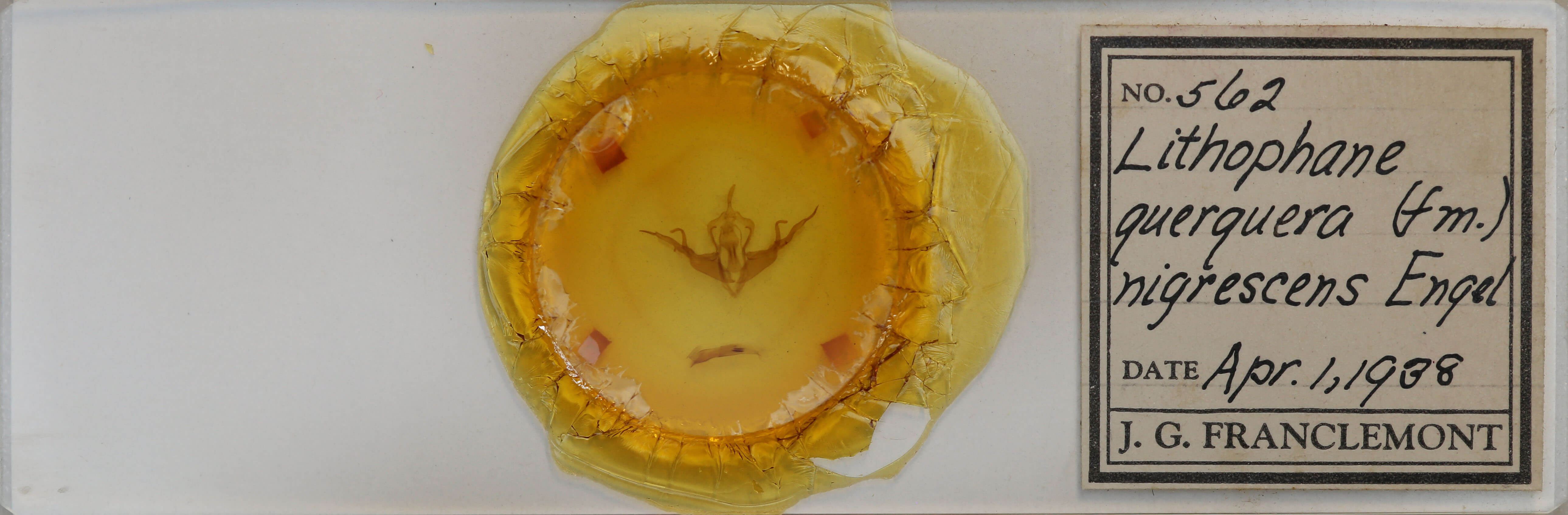 slide view of adult Lithophane querquera