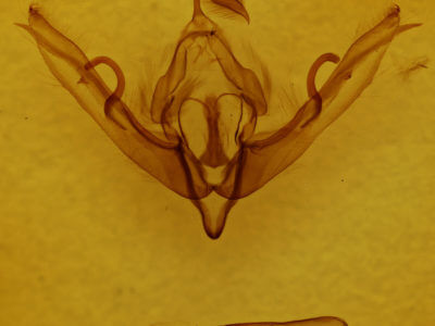 genitalia view of adult Lithophane semiusta