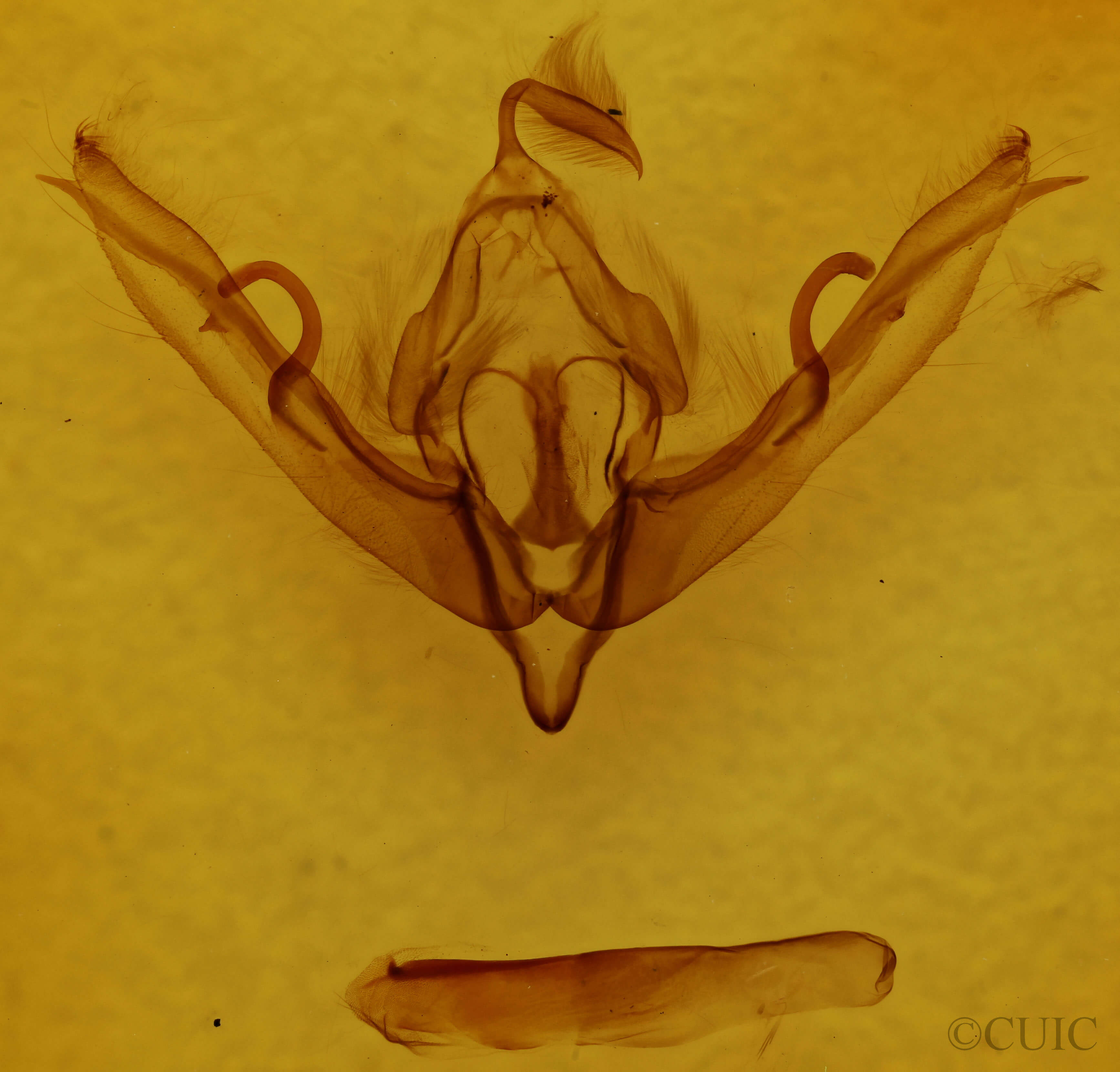 genitalia view of adult Lithophane semiusta