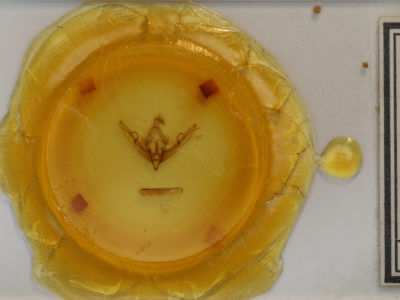 slide view of adult Lithophane semiusta