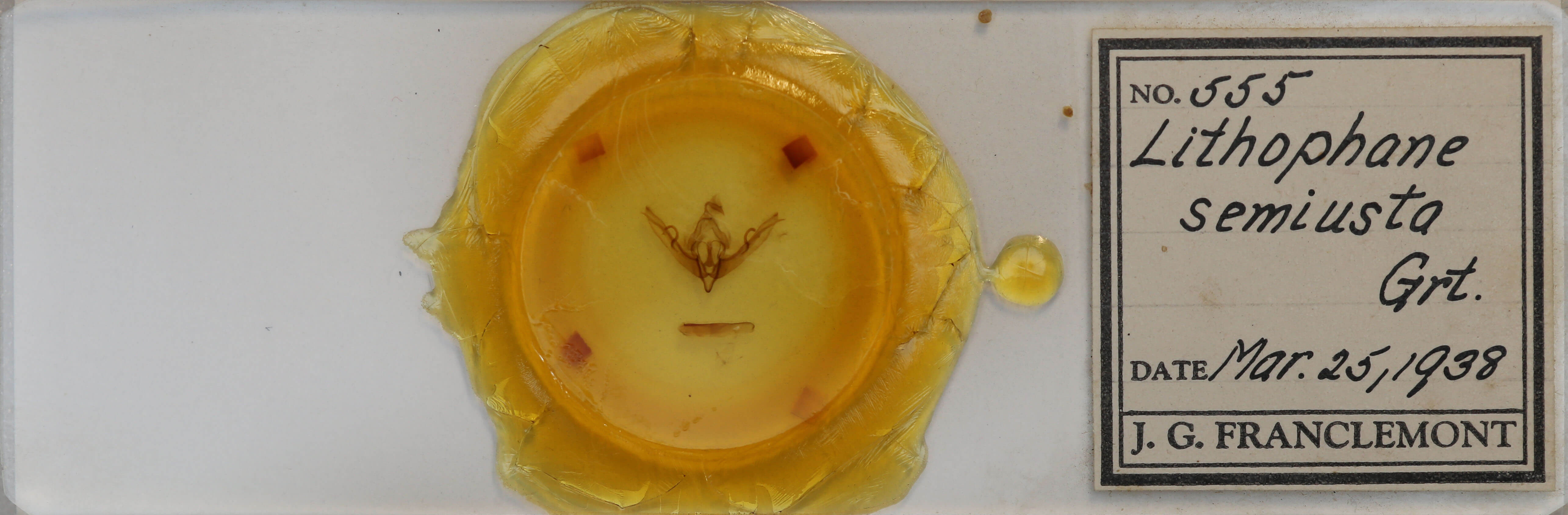 slide view of adult Lithophane semiusta