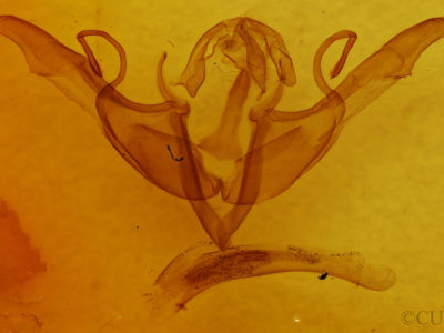 genitalia view of adult Lithophane torrida