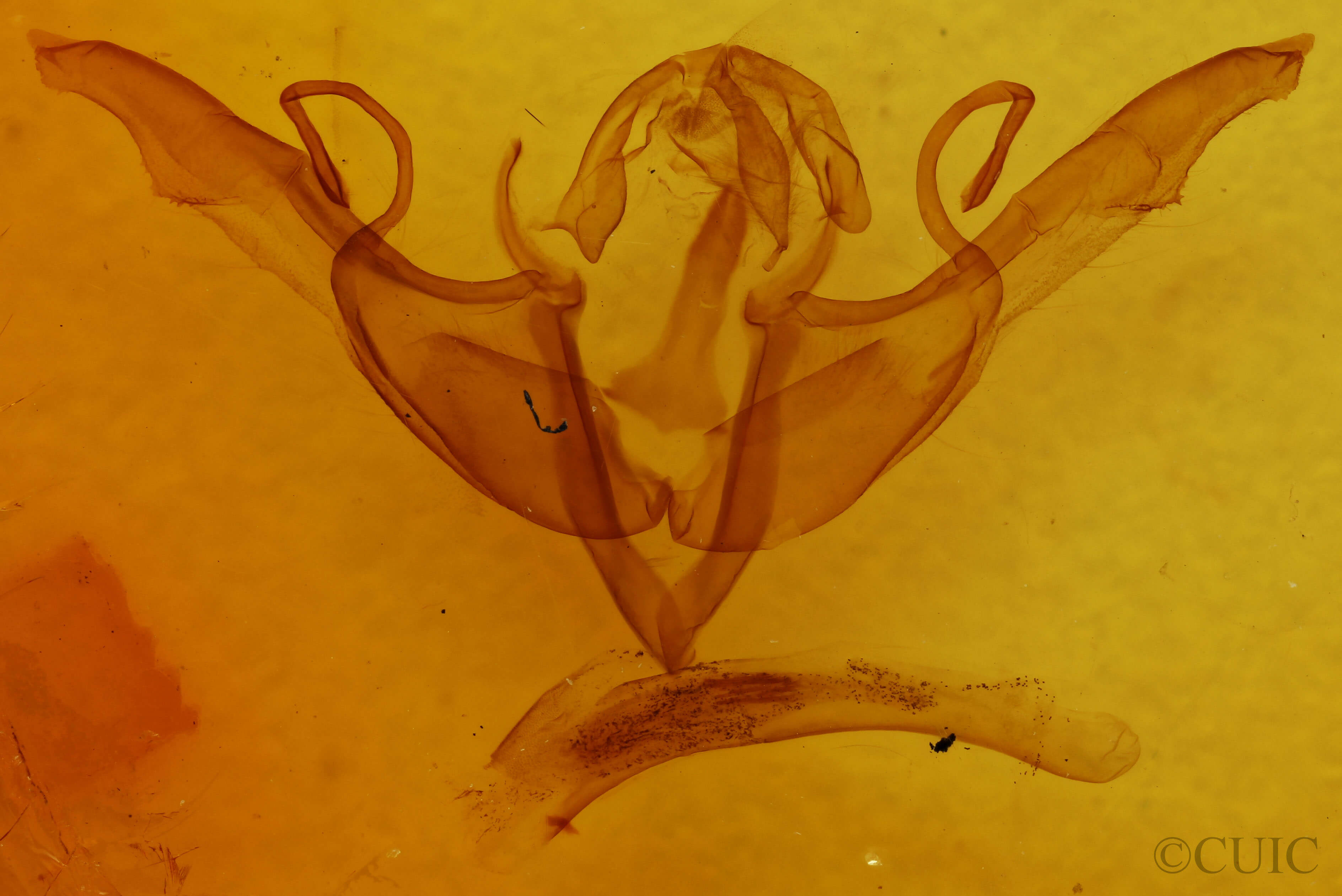 genitalia view of adult Lithophane torrida