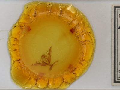 slide view of adult Lithophane torrida