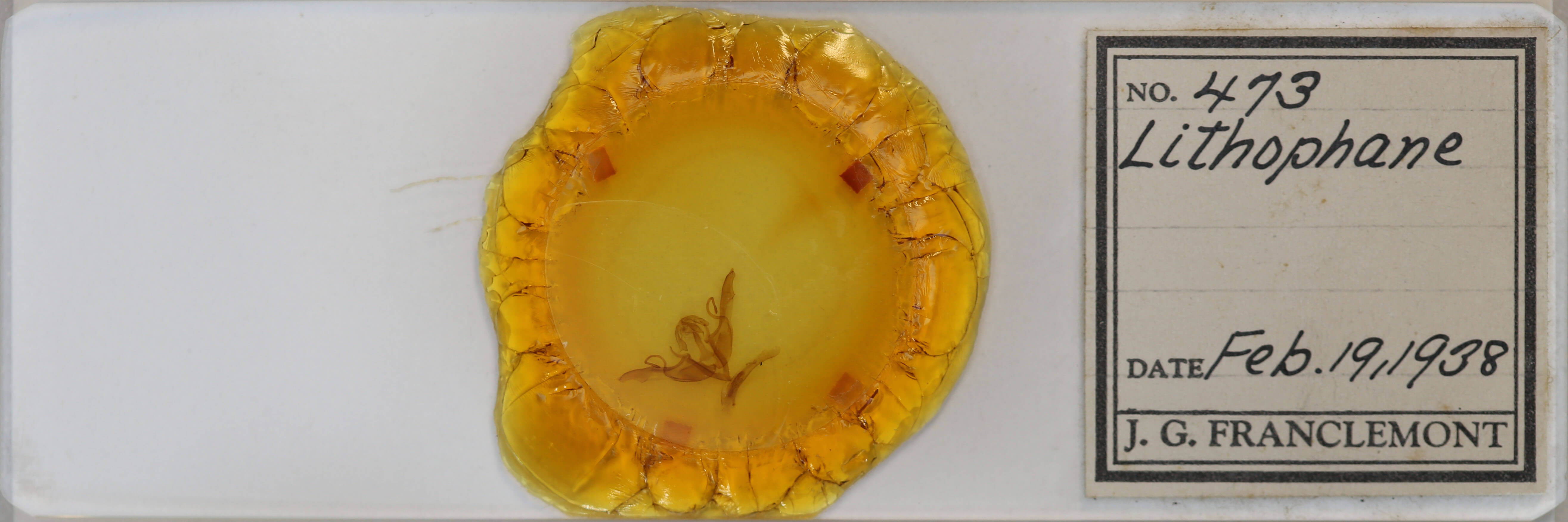 slide view of adult Lithophane torrida